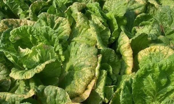 白菜属于草本植物吗？它的分类和特性是什么？