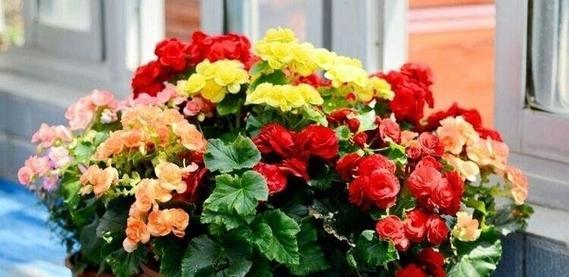 四季海棠有毒性吗？室内养护需要注意什么？