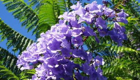 以白色康乃馨的花语为谎言主题（揭露伪装的真实之花）