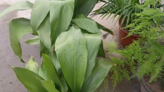 一叶兰好养吗？养殖方法和养护要点是什么？