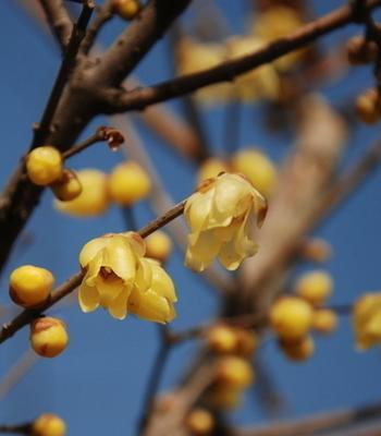 腊梅花的寓意与象征意义(寒冷中的坚韧与希望——腊梅花的传世之谜)