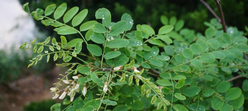 槐树属于裸子植物吗？它的分类和特点是什么？