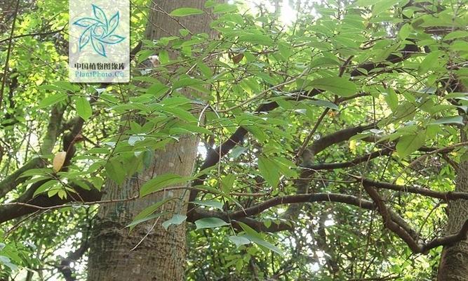 梧桐之象征与生肖（生肖中的梧桐-秋天的象征）