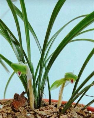 兰花花谢后怎么处理?如何正确修剪和养护?