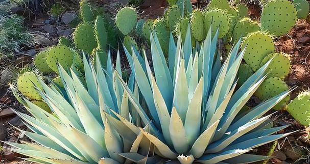 龙舌兰的花语和寓意（探寻龙舌兰花的花语）