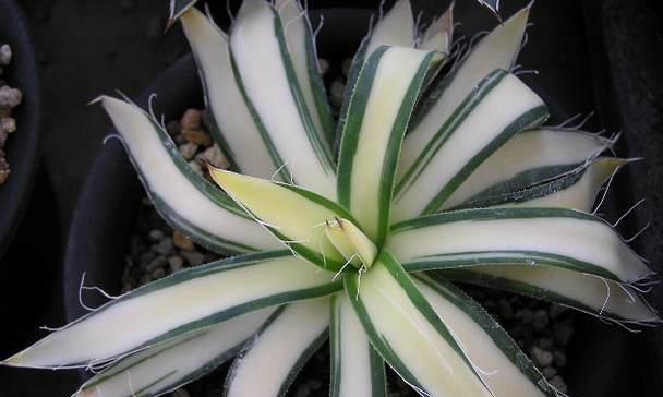 龙舌兰的花语和寓意（探寻龙舌兰花的花语）