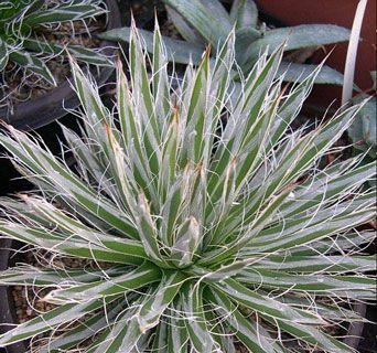 龙舌兰的花语和寓意（探寻龙舌兰花的花语）