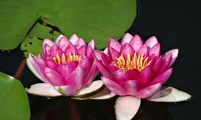 睡莲的象征意义及美丽之秘（一朵平凡的花）