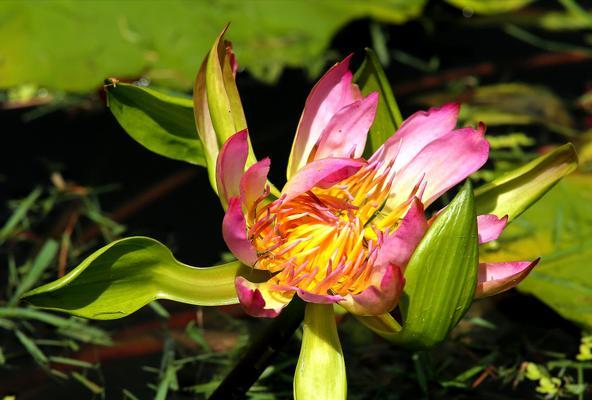 睡莲的象征意义及美丽之秘（一朵平凡的花）