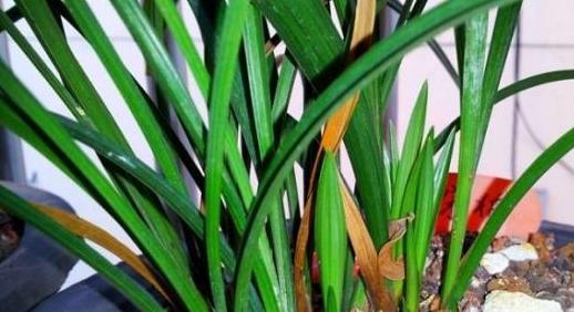 兰花生长需要哪些环境条件？兰花有哪些独特生长特点？