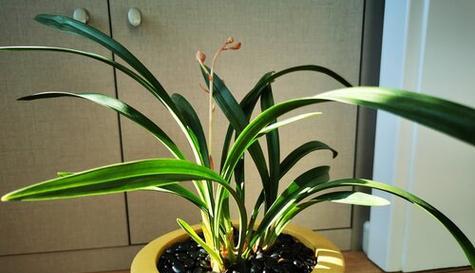 兰花生长需要哪些环境条件?兰花有哪些独特生长特点?