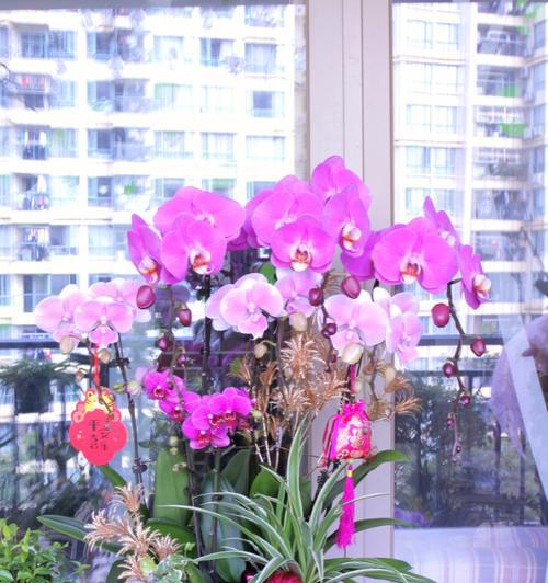 蝴蝶兰花语(蝴蝶兰)