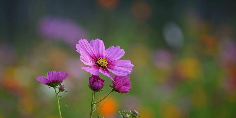 探寻波斯菊花的花语之美（揭示波斯菊所代表的情感与寓意）