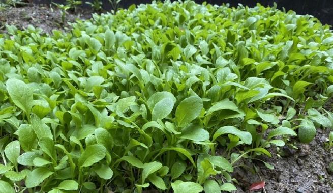 鸡毛菜施什么肥最好？如何根据生长阶段选择肥料？