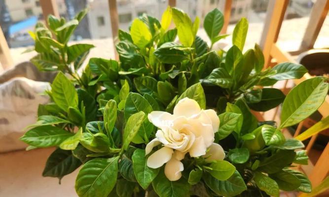 栀子花盛开的时节,传递生命力的象征(盛夏栀子花开放如火)