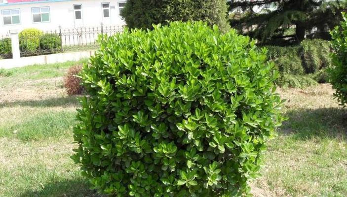 小叶黄杨耐寒吗？如何在冬季保护小叶黄杨？