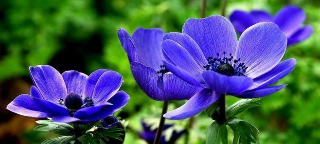 金缕梅的花语——坚韧与美丽（金缕梅花的寓意与象征）