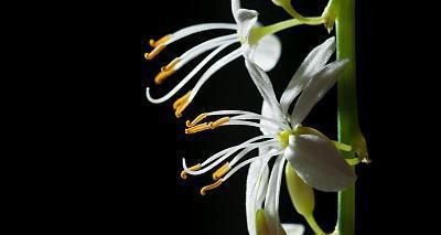 金缕梅的花语——坚韧与美丽（金缕梅花的寓意与象征）