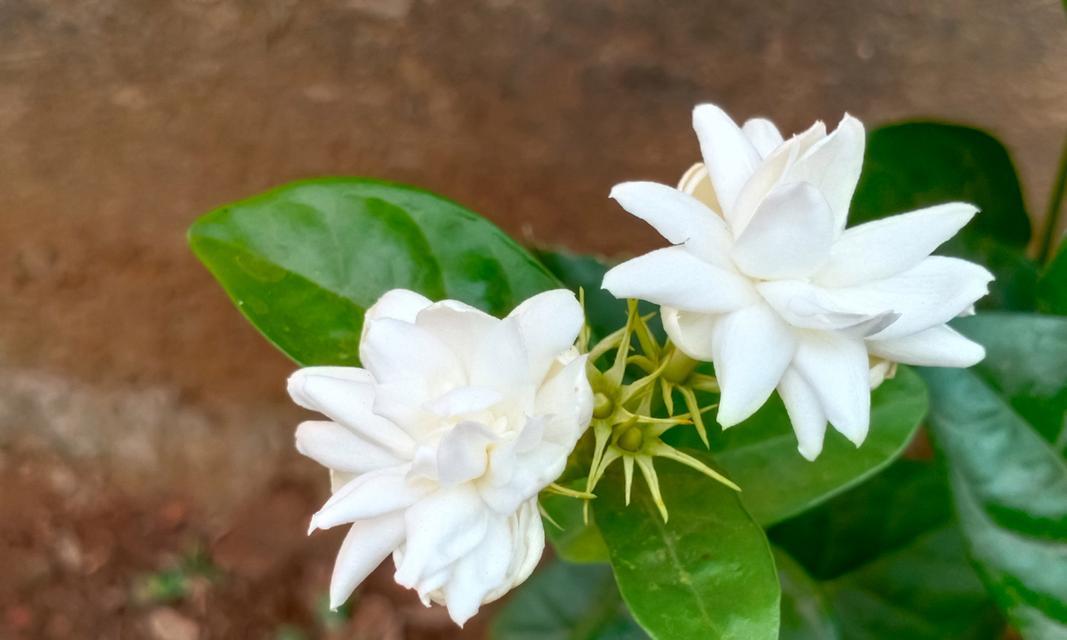 追忆缠绵之情——以百合花为主题的思念花语（用花语诉说心声）