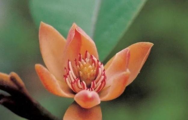 友谊之花（传递友谊与情谊的植物世界）