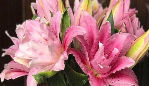 友谊之花（传递友谊与情谊的植物世界）