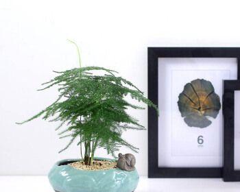 文竹的风水及寓意（探秘文竹的风水福利与象征意义）