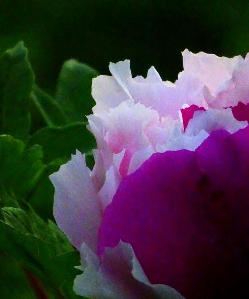 紫色牡丹花（探秘紫色牡丹花的文化寓意）