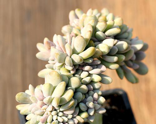 桃美人耐寒多少度?如何在冬季保护桃美人?