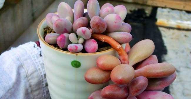 桃美人耐寒多少度？如何在冬季保护桃美人？