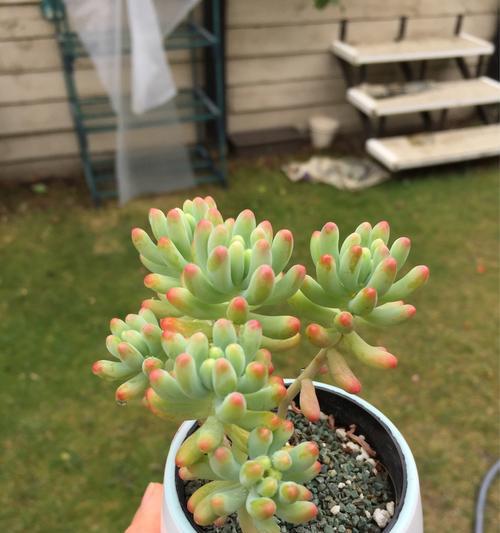 桃美人耐寒多少度？如何在冬季保护桃美人？