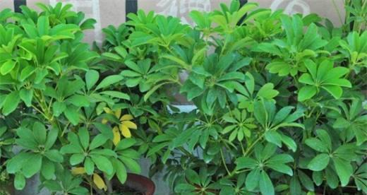 鹅掌柴浇水时间怎么掌握？正确浇水方法有哪些？