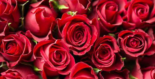 乌鲁木齐的市花——蒙古黄堇，花开如金色之城（探寻蒙古黄堇的历史渊源与象征意义）