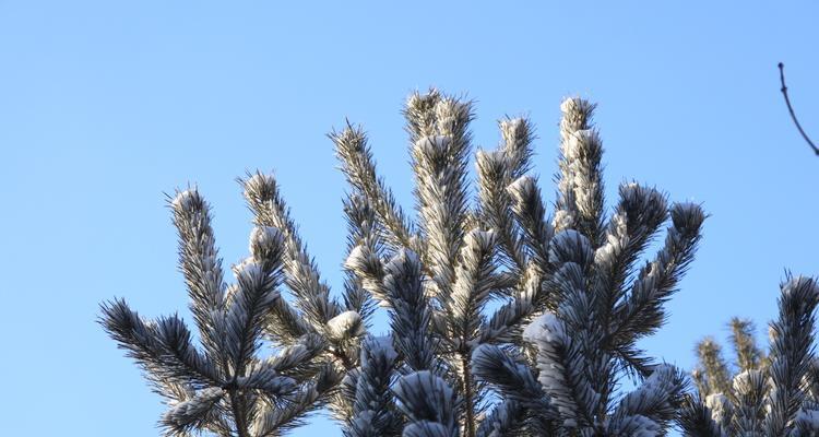 松柏冬季养护方法有哪些？如何确保松柏安全过冬？