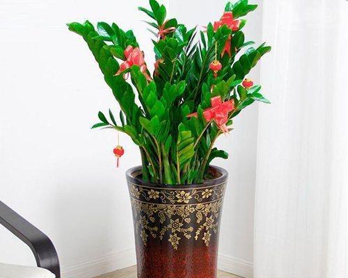 茶桌适合摆放哪些风水植物？如何选择以增强运势？