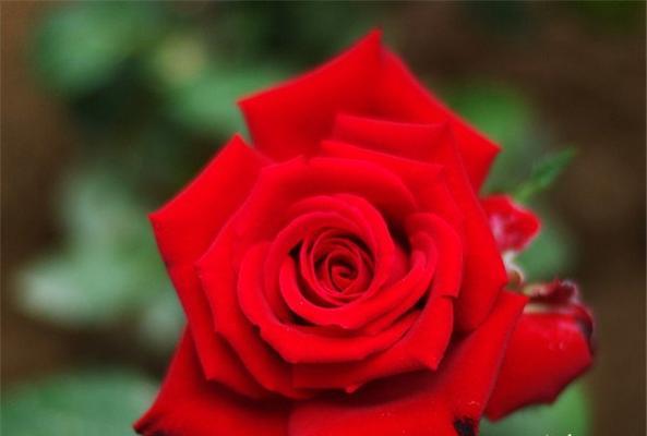 25朵玫瑰花语的深刻含义(揭开25朵玫瑰花所隐藏的情感密码)