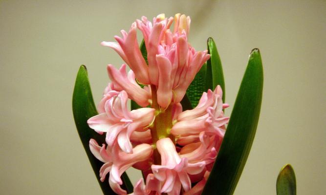 风信子开花需要多少度的温度?如何控制环境温度促进开花?