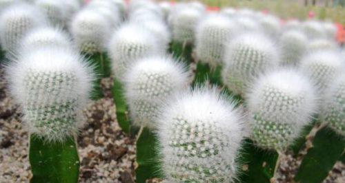 仙人球生长温度是多少度?如何为仙人球创造最佳生长环境?