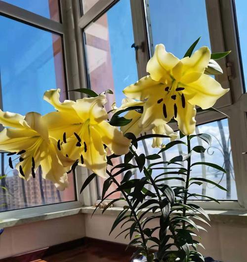 百合花开，绽放希望的美丽（花瓣交织）