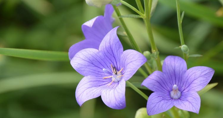 桔梗花语与寓意（探索桔梗的花语）