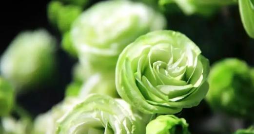 桔梗花语与寓意（探索桔梗的花语）