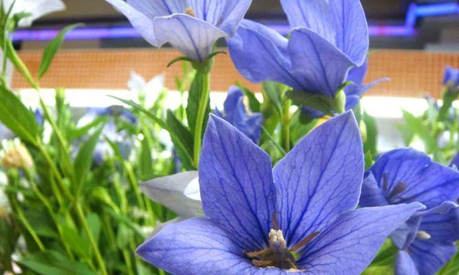 桔梗花语与寓意（探索桔梗的花语）