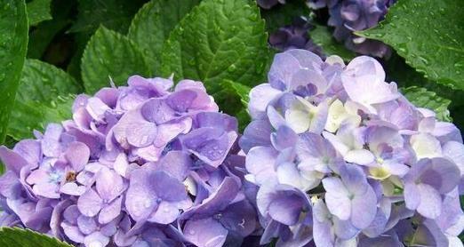 绣球花的寓意与象征意义（探索绣球花的深层内涵与文化象征）