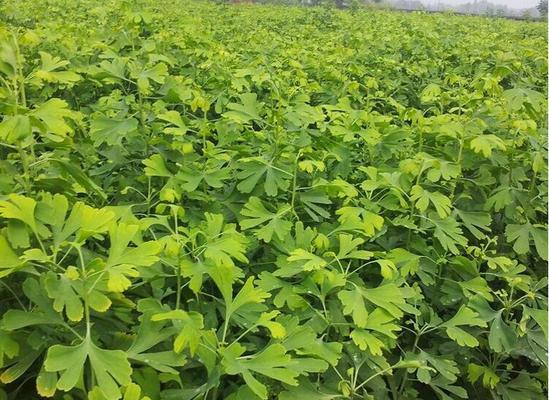 银杏属于单子叶植物吗？常见分类误区有哪些？