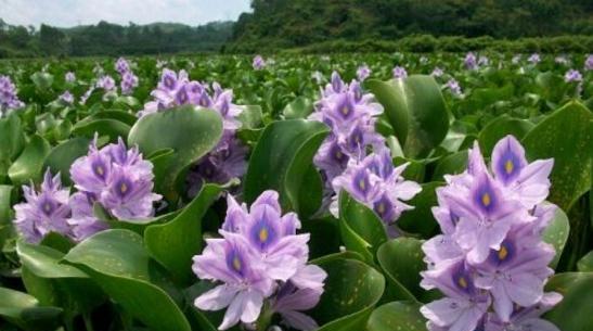 水葫芦养殖方法有哪些？如何正确养殖水葫芦？