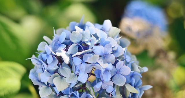 蓝色绣球花的花语与传说（蓝色绣球花的意义与故事）