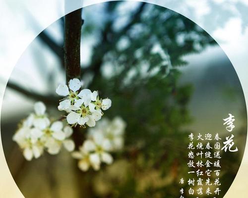 桃花花语的意义与传承（揭秘桃花的神秘符号与象征意义）
