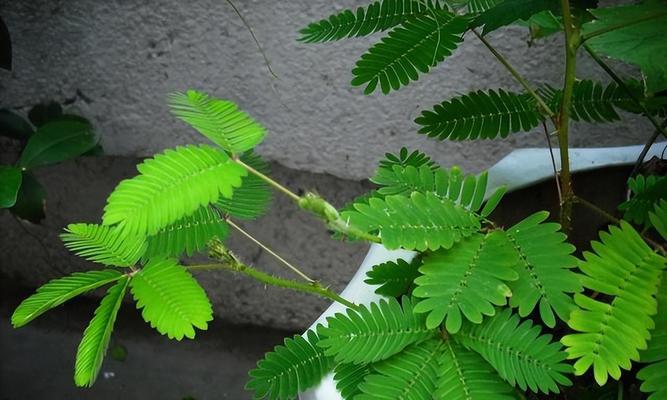 含羞草种子是怎么来的？如何正确种植含羞草？