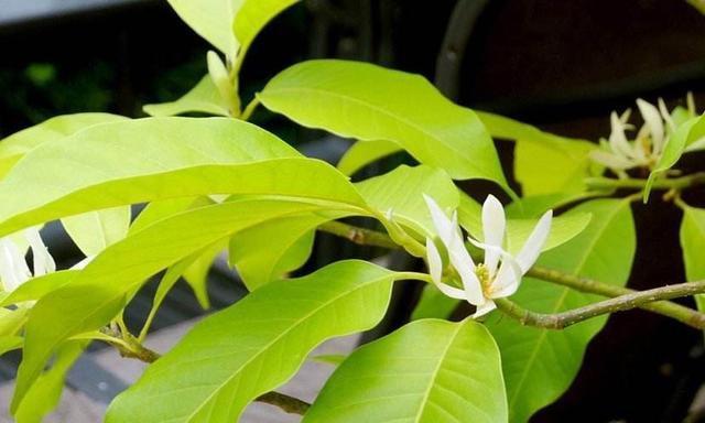 黄果兰的花期是什么时候？几月份开花？