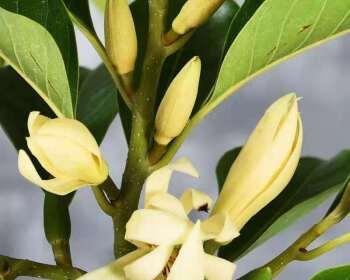 黄果兰的花期是什么时候？几月份开花？