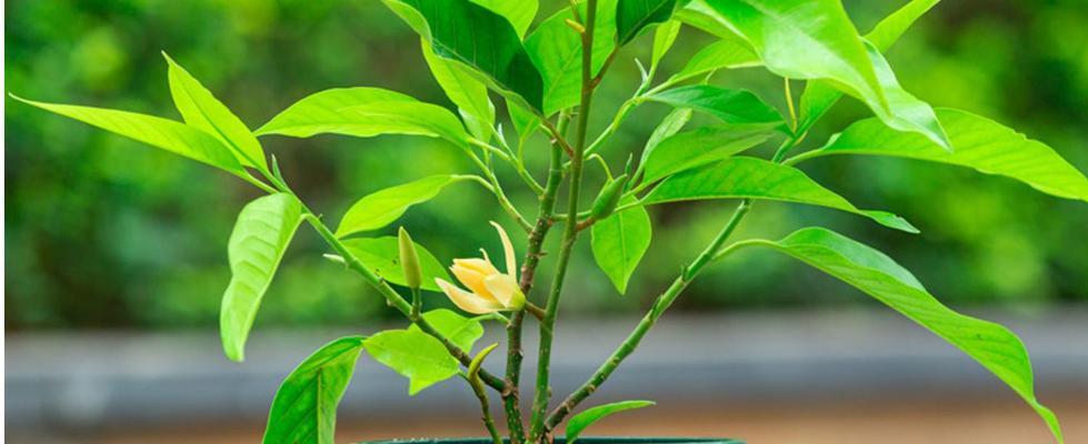 黄果兰的花期是什么时候？几月份开花？